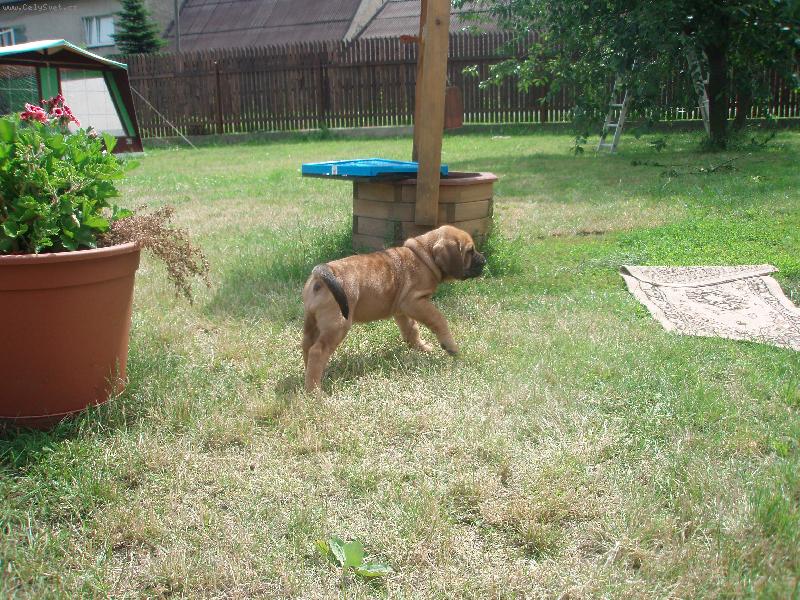 Foto: Naše štěňátko Aida-1 měsíc