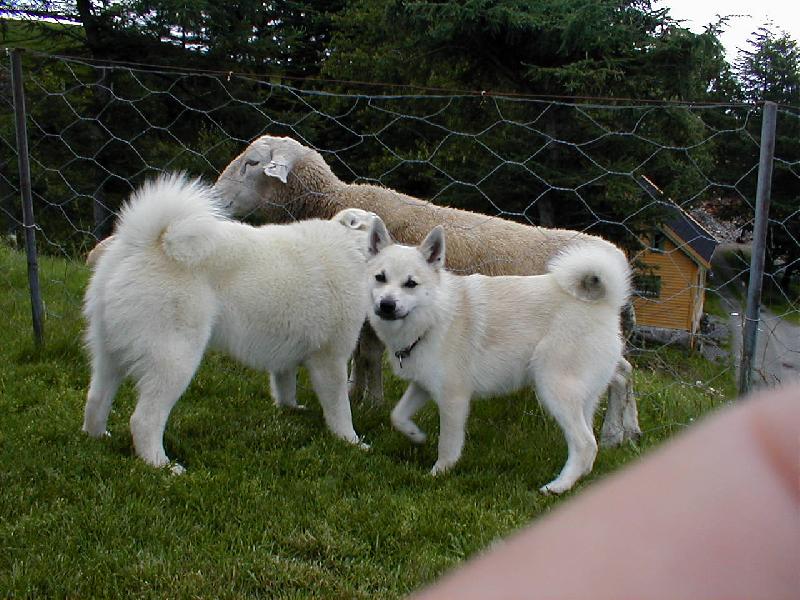 Foto: Norští buhundové-Norští buhundové-pšeničná barva