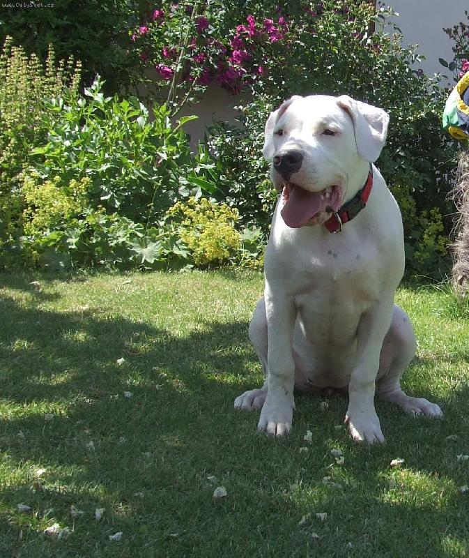 Foto: Baila Charismatic-Baila ve věku 5 měsíců