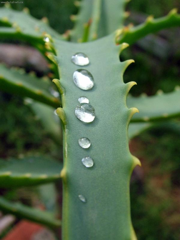 Foto: voda na aloe