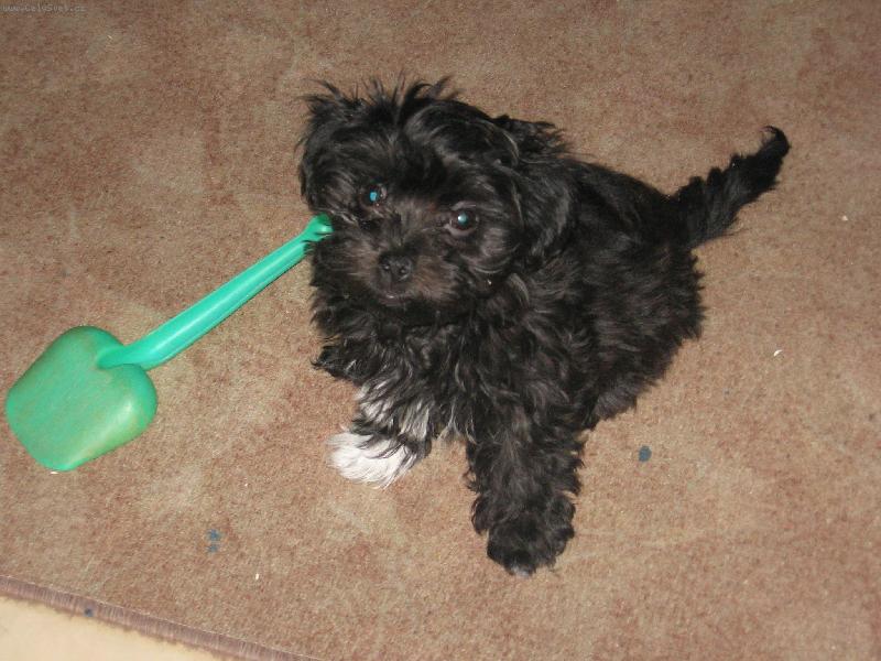 Foto: Benji-Benji štěně