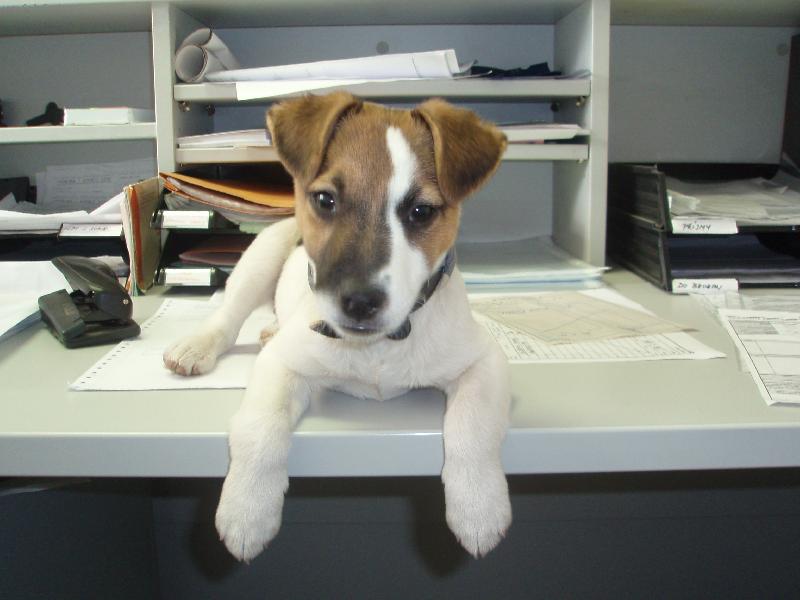 Foto: Náš Max-Maxík z Ústí nad Labem u paničky v práci