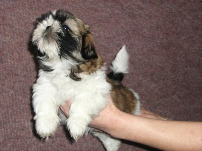Foto: mimi Chantallka-Naše malá Chantallka (Fiesta Moravia Clér)