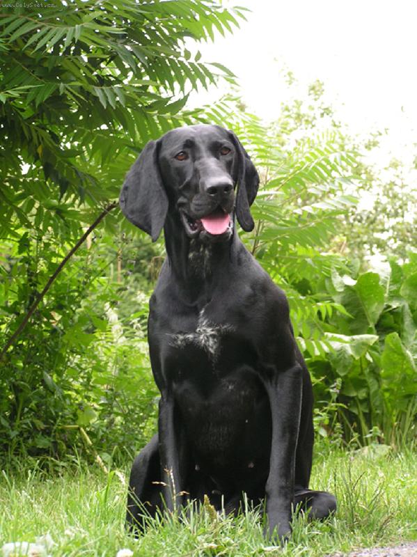 Foto: Ambra z Dasnické kotliny