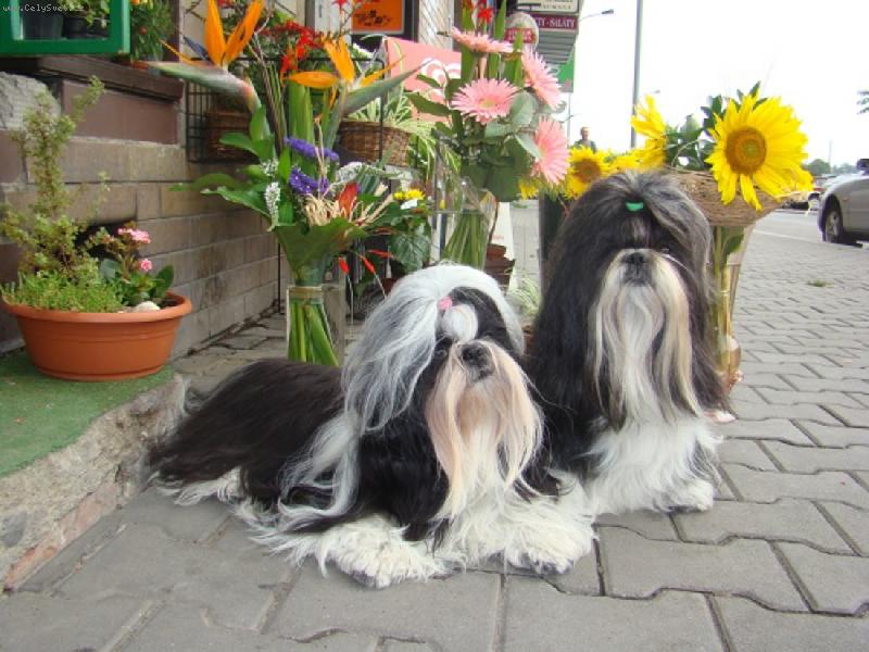 Foto: Kytičky mezi kytkama-Andy a Uli