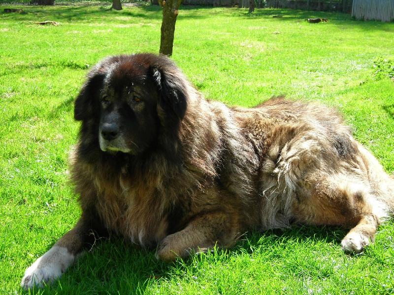 Foto: Vzpomínka na Cesara-Na zahradě