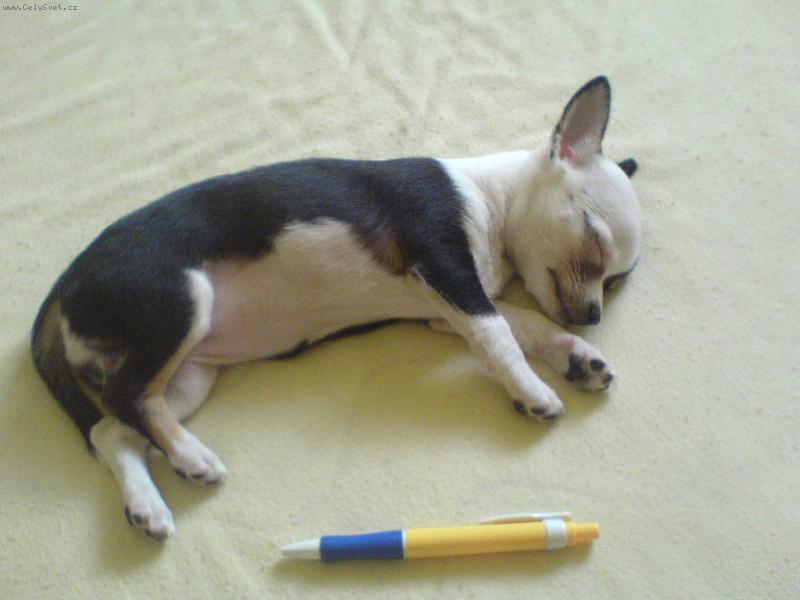 Foto: Jsem větší než tužka...-naše čivavka Ízi
