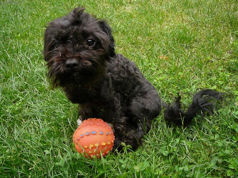 Foto: Benjinek-po ostříhání na travičce