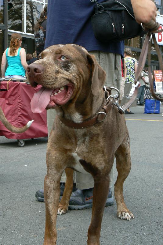 Foto: vístava psů na brněnském vístavišti 29.6. 2008