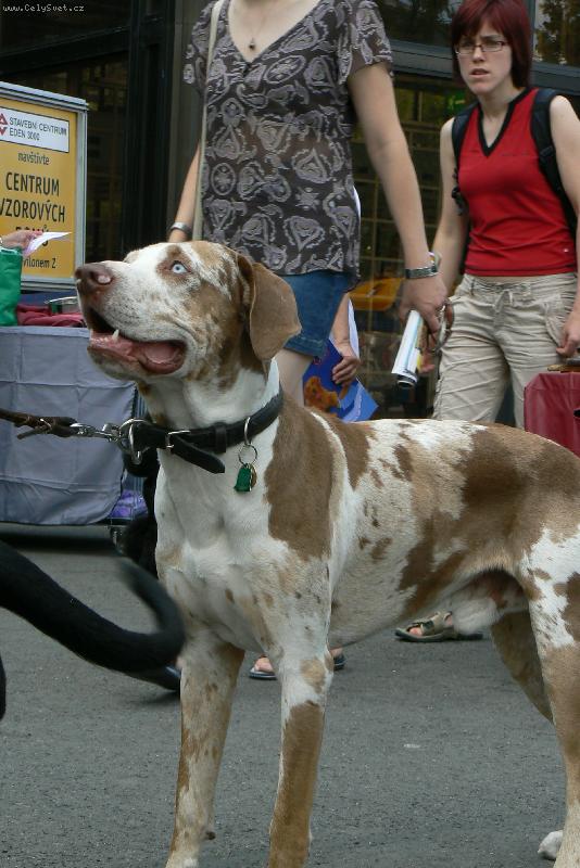 Foto: vístava psů na brněnském vístavišti 29.6. 2008