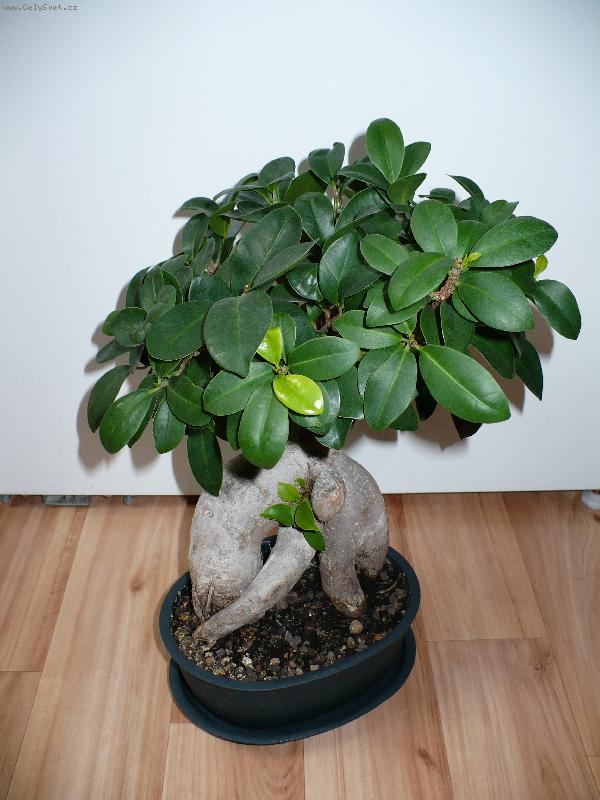 Foto: fíkus retusa