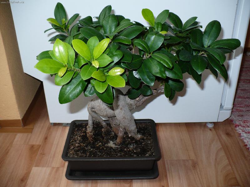 Foto: fíkus retusa 2