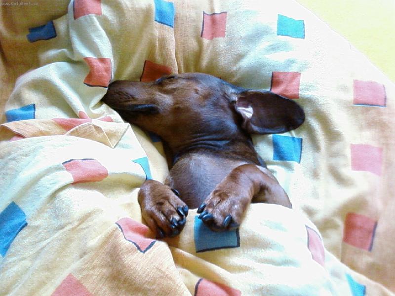 Foto: Robbieček-spinkám