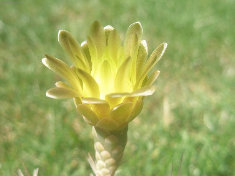 Foto: Gymnocalycium mihanovichii-sluneční záře