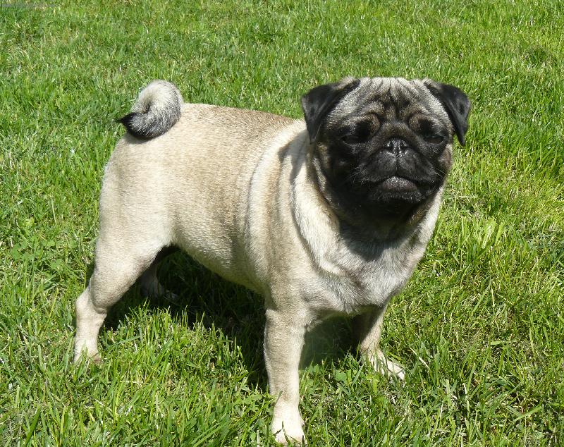 Foto: Fiona Plums´Jewel-Fiona