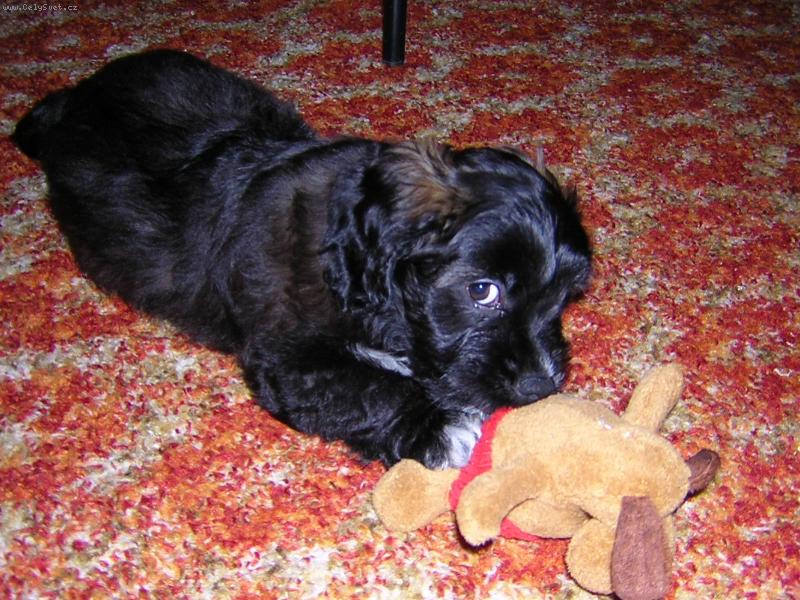 Foto: Ještě štěňátko-kříženec kokra a jezevčíka