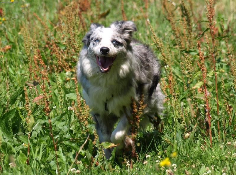 Foto: Border kolie Beauty-Border kolie barvy blue merle