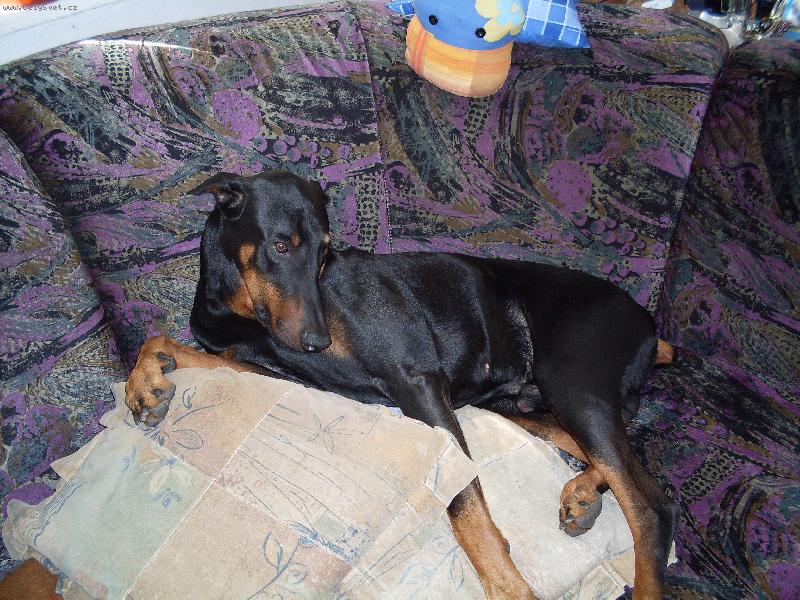 Foto: Náš miláček Bob