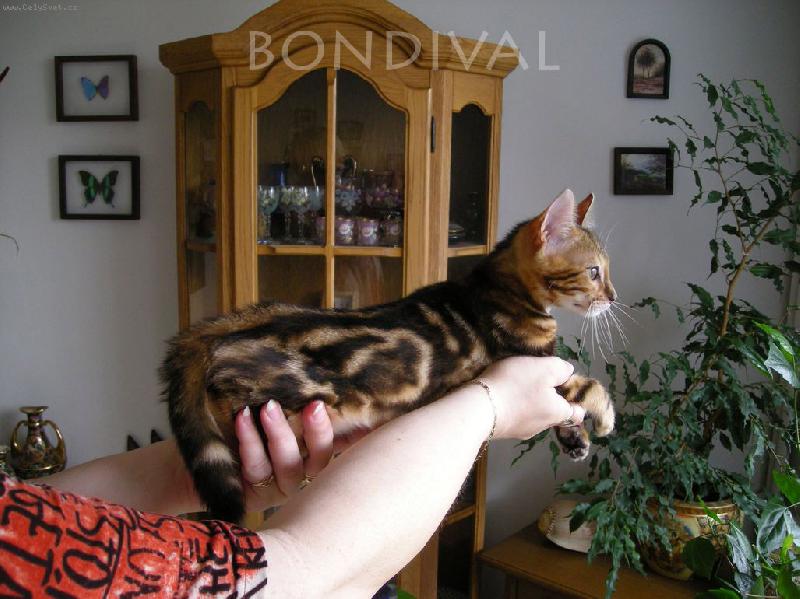 Foto: Bengálska mramorovaná kočička-foto do inzerce k prodeji 2