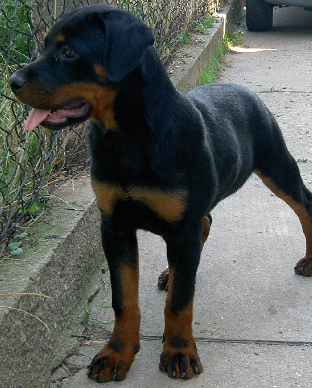 Foto: štěně rtw s PP-štěně 2008