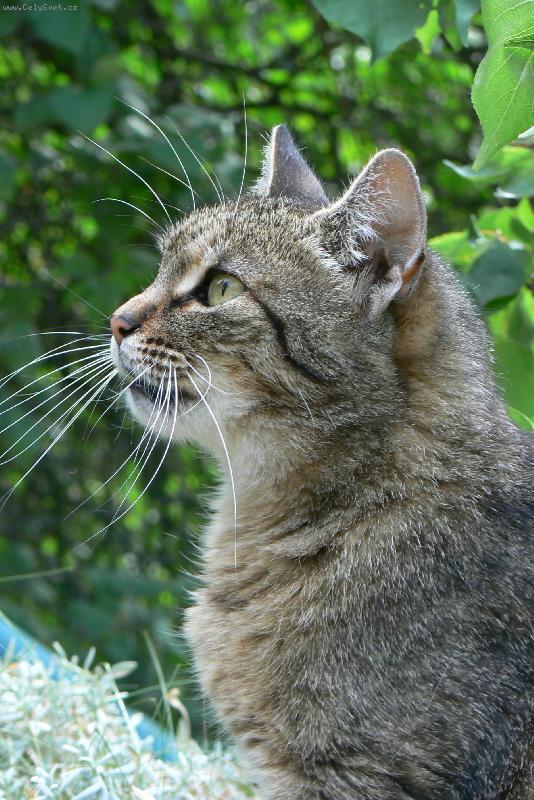 Foto: Tetina číča Mikyna-na zahradě