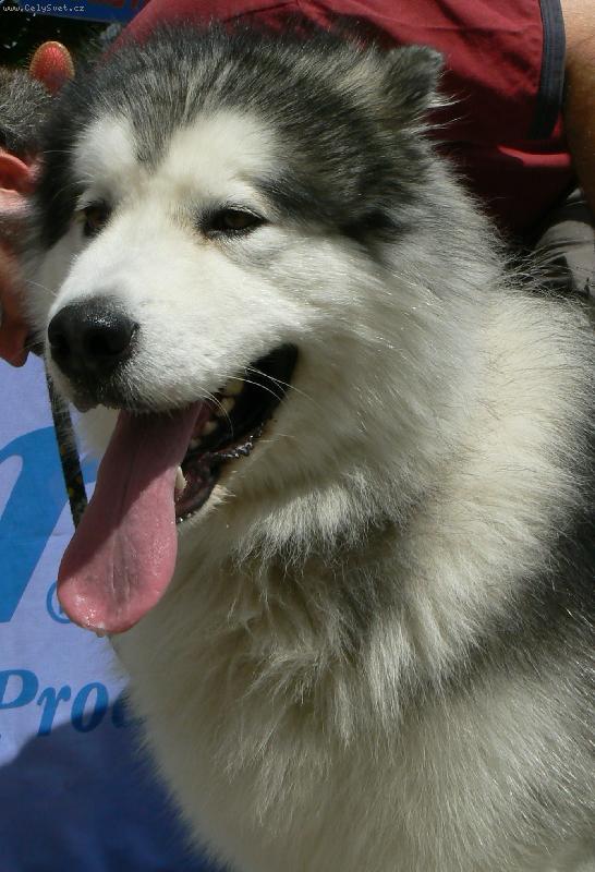 Foto: vístava Brno 2008