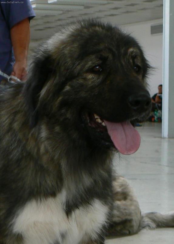 Foto: vístava Brno 2008