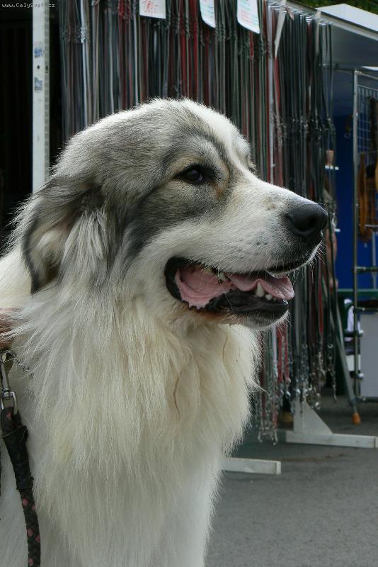 Foto: vístava Brno 2008