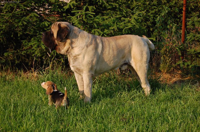 Foto: Mastif a beagle-Albert a Heidi