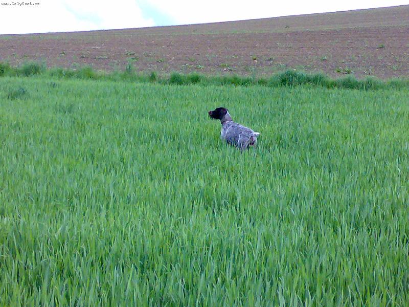 Foto: Cak z Chladné stráně-Vystavování bažanta
