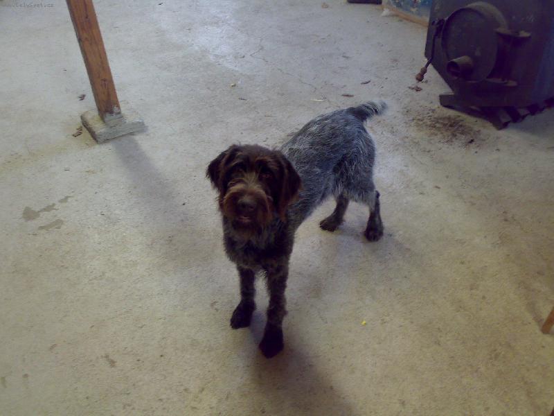 Foto: Alma z Lovčických tarasů