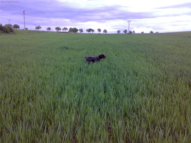 Foto: Alma z Lovčických tarasů-Vystavování