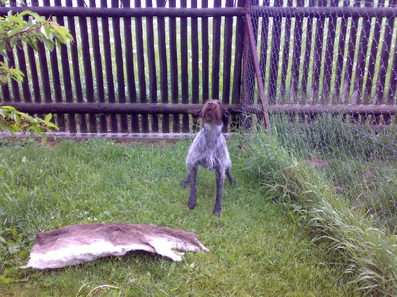 Foto: Sam (Cak z Chladné stráně)-výcvik hlasiče