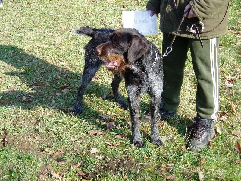 Foto: Amar z Lovčických tarasů