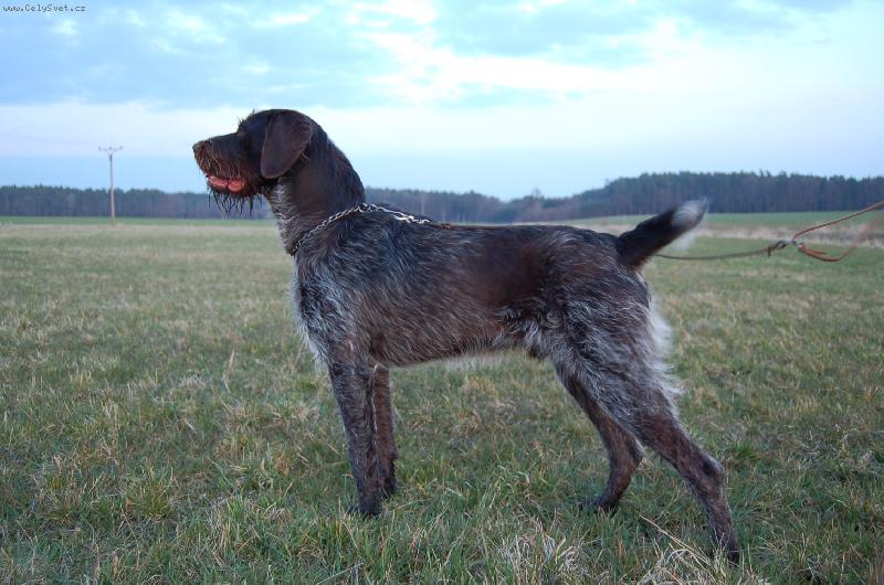 Foto: Alan z Lovčických tarasů