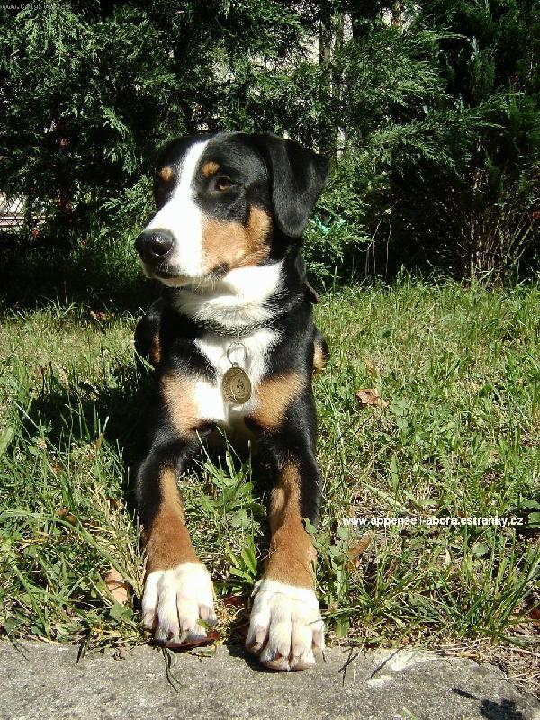 Foto: Abora z Velkého Újezda-Polský junior šampion