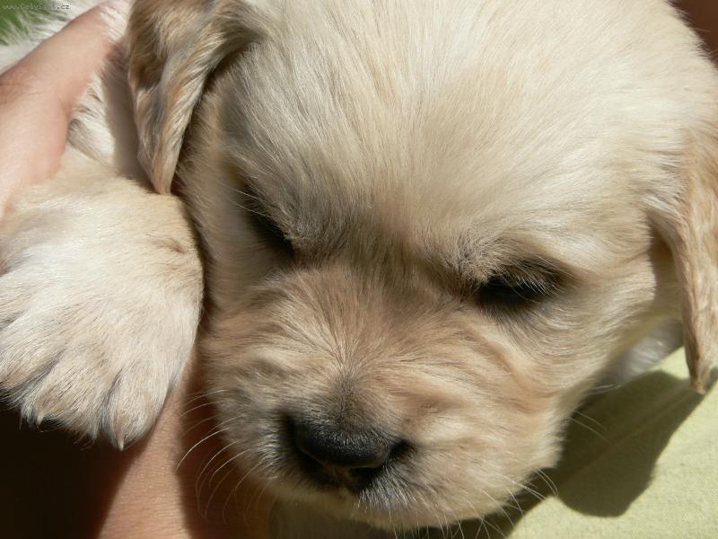 Foto: Dusty-4týdenní štěně