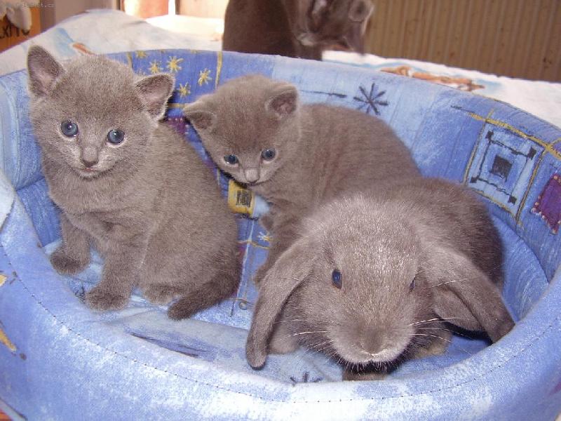 Foto: To je ušaté koťátko?-Né to králíček Jůlinka :)