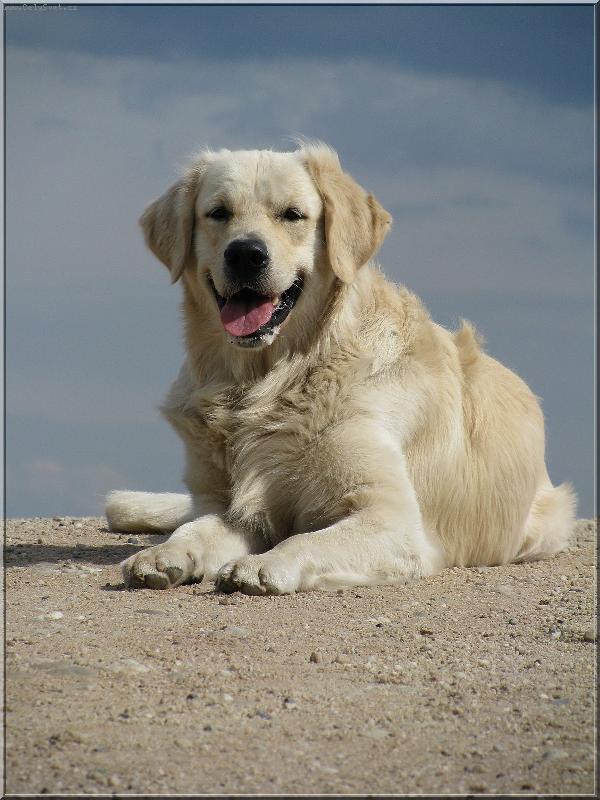 Foto: Golden retriever Britt - kopeček-Britteček