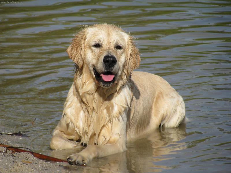 Foto: Golden retriever Britt - voda-Britteček