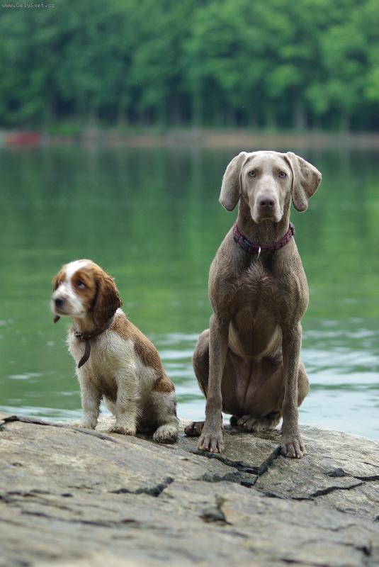 Foto: Lolla a Wels u přehrady-výmarská ohařka s Welpringrpanělem na skále