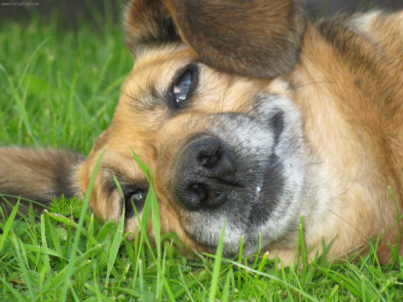 Foto: Máte se také tak fajn jako já?