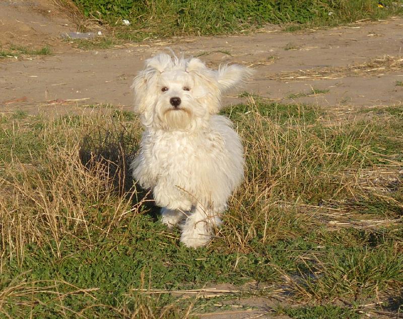 Foto: Artaban Cordata-Artík ve střehu