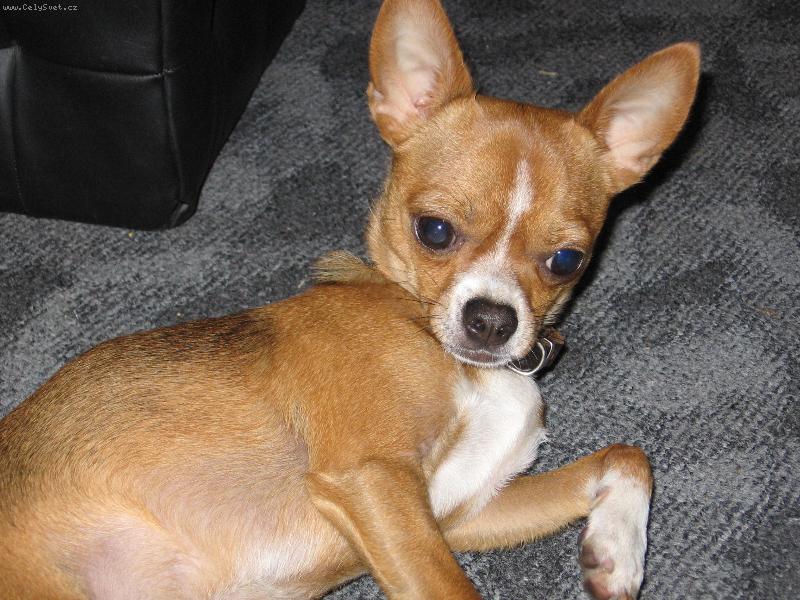 Foto: Tak tohle je náš Rokiček-2 letý pejsek krátkosrsté čivavy
