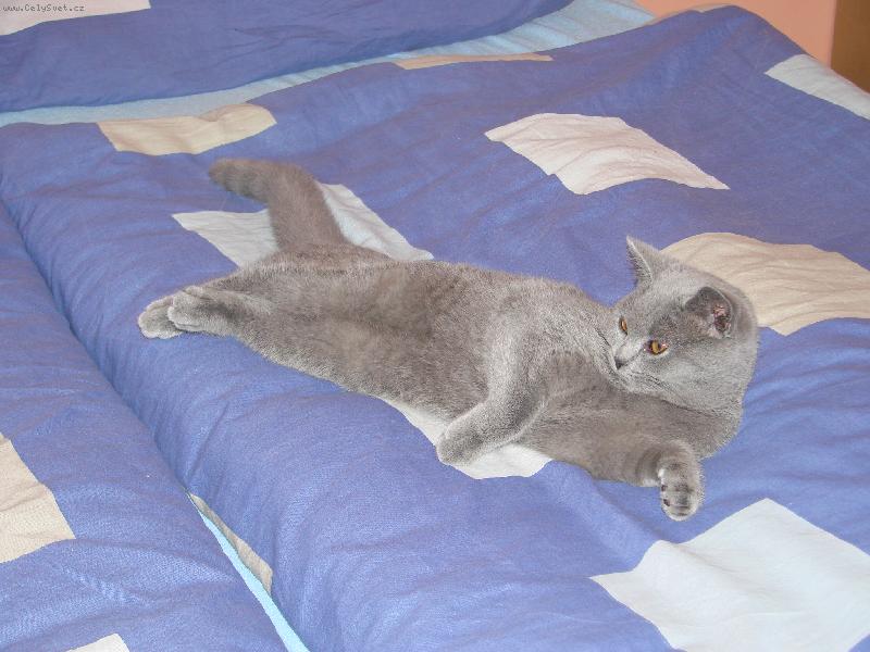 Foto: Čibu-už trošičku vyrostla je jí 5 měsíců