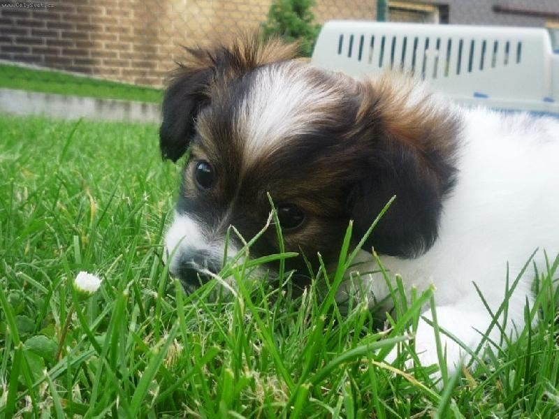 Foto: Arlow Strike Marestel- 6 týdnů