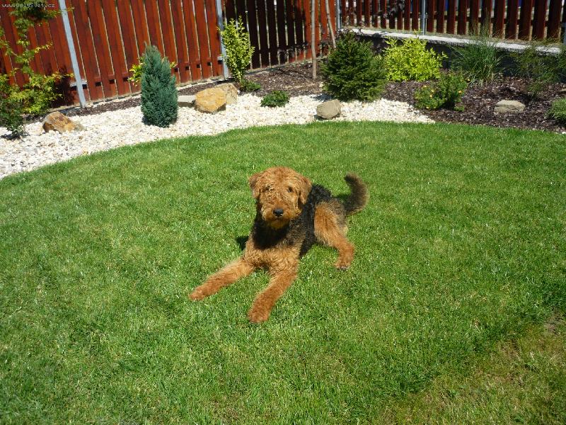 Foto: Larunka-tka to  je moja Larunka erdelka