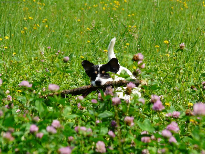 Foto: Joyík s klacíkem