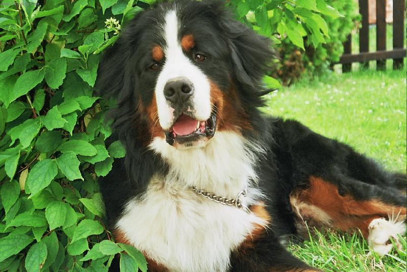 Foto: Nás krasavec :)-Ben