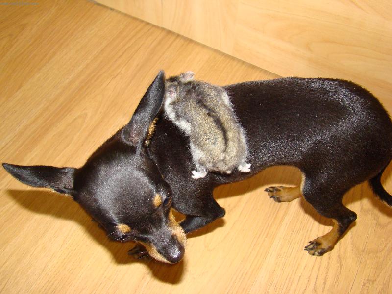 Foto: zoznamka-najprv štekala ,potom sa jej vozil na chrbáte